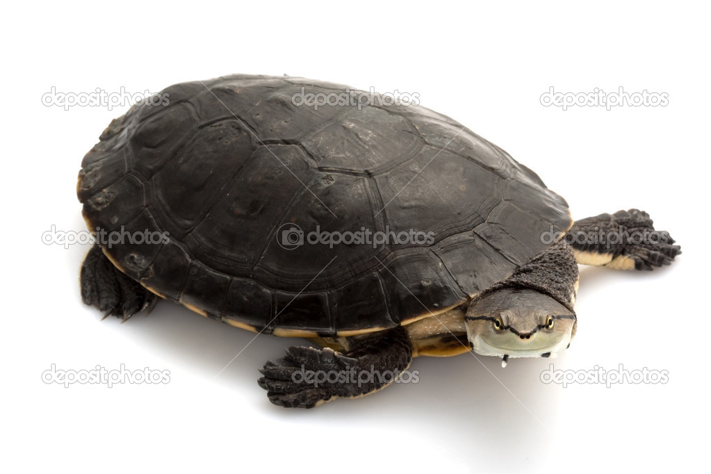 Argentine sideneck turtle