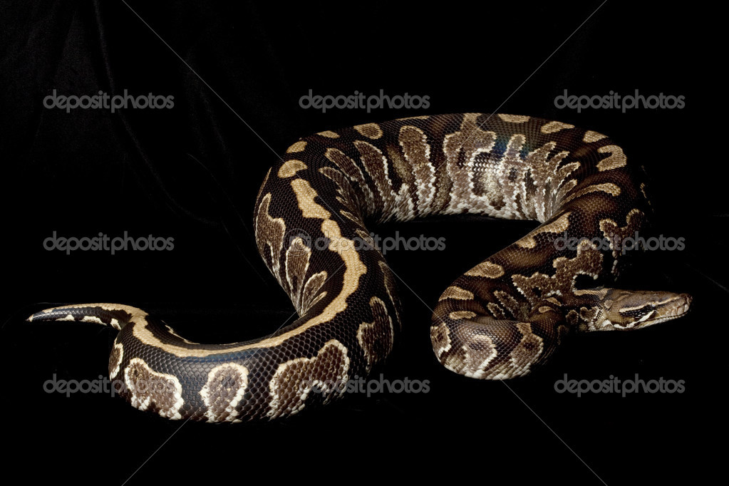 Borneo black blood python and ball python hybrid — Stock Photo ...