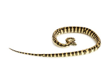 Jaguar kostal halı python