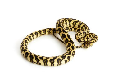 elmas orman jaguar python