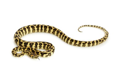 elmas orman jaguar python