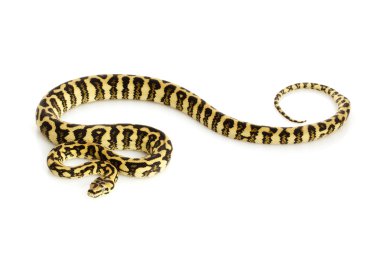 elmas orman jaguar python