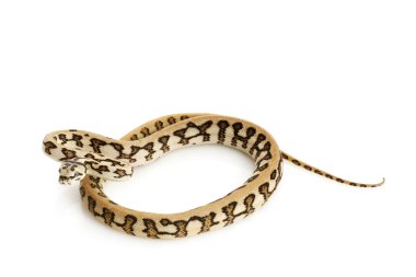 çizgili jaguar kostal halı python