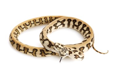 çizgili jaguar kostal halı python