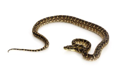 İran jaya halı python