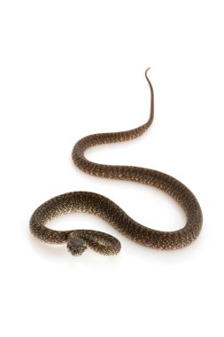 Granit iran jaya halı python