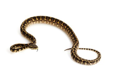 İran jaya halı python