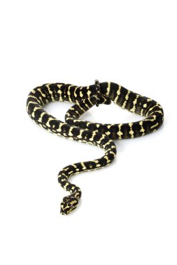 kıyı halı python