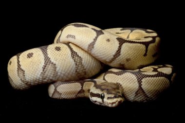 örümcek mojave top python