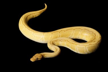 caremal çizgili top python