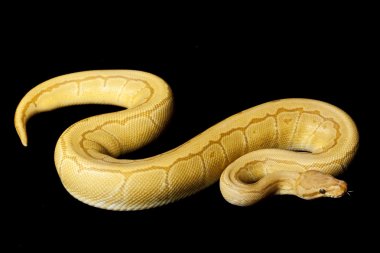 caremal çizgili top python