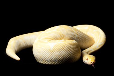 Albino örümcek top python