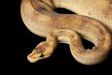 Şampanya top python