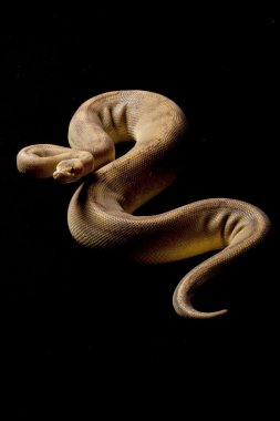 Şampanya top python