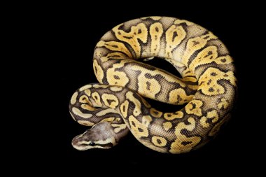 Süper pastel turuncu hayalet top python