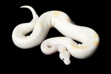 Kara gözlü leucistic top python