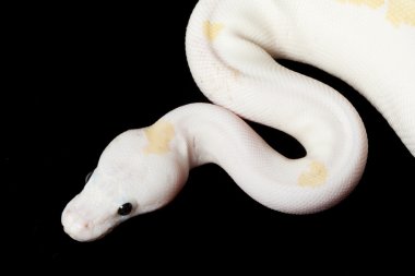 Kara gözlü leucistic top python