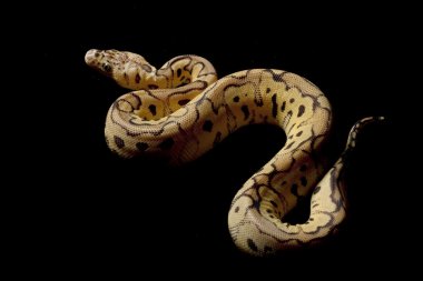 pastel palyaço top python