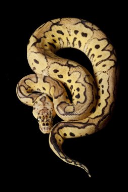 pastel palyaço top python
