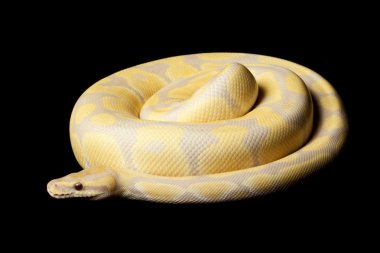 Lavanta albino piton ball