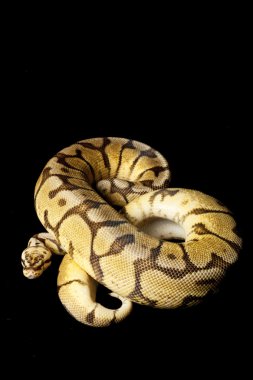 Sarı göbek kadını bee top python