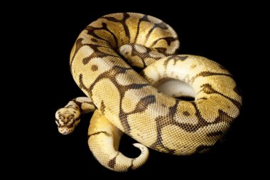 Sarı göbek kadını bee top python