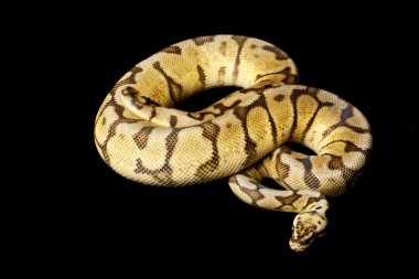 Sarı göbek kadını bee top python