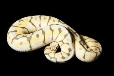 katil arı top python