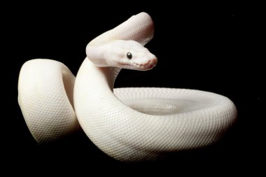 pastel Fildişi top python