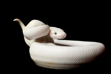 pastel Fildişi top python