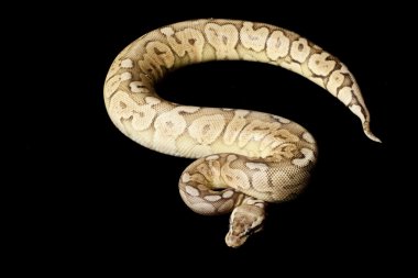 kalaylı kadını top python