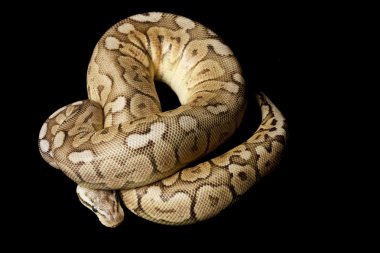 kalaylı kadını top python