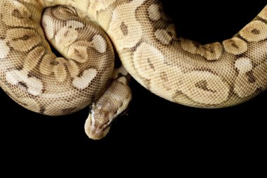 kalaylı kadını top python