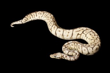 Süper siyah kalaylı arı top python