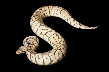 Süper siyah kalaylı arı top python