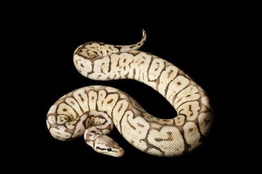 Süper siyah kalaylı arı top python