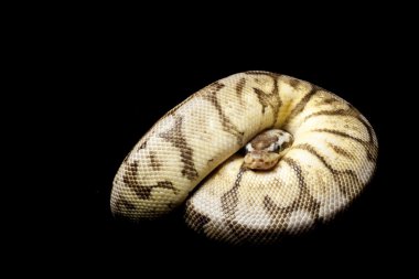 kalaylı arı top python