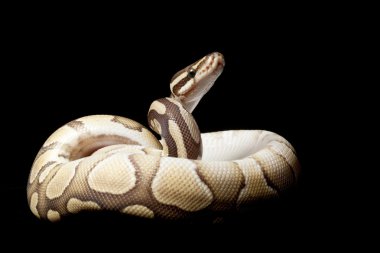 daha az platium top python