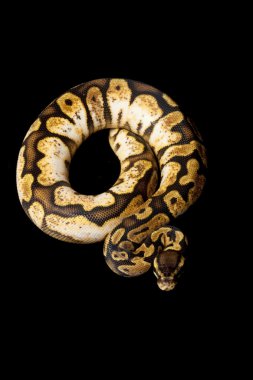 pastel narenciye alaca top python