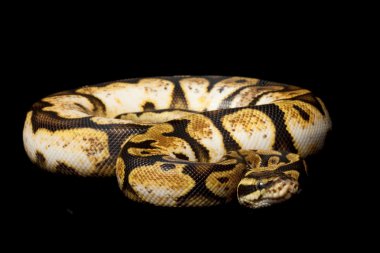 pastel narenciye alaca top python
