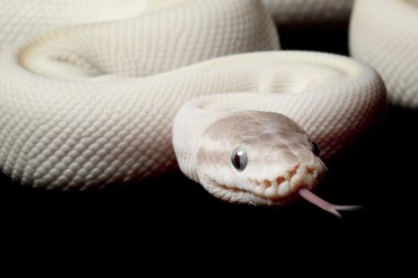 Süper mojave top python