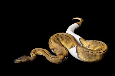 ince çizgili boynuz top python