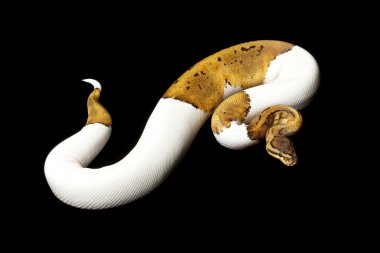 ince çizgili boynuz top python