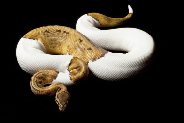 ince çizgili boynuz top python