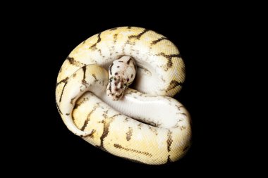 Bumble bee sarı karın top python