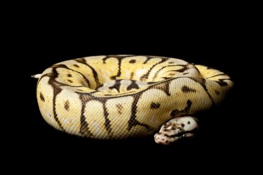 Bumble bee sarı karın top python
