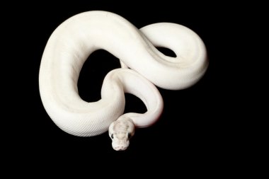 Fildişi top python