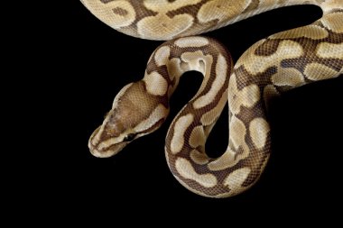 kadını daha az platin top python