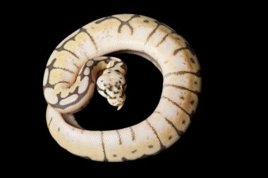 mütevazi arı top python