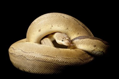 pastel palyaço azaltmak desenli top python